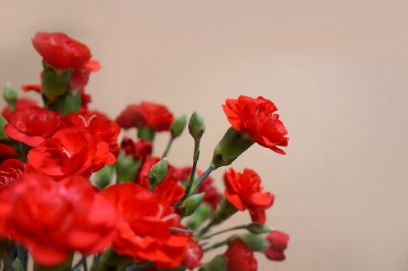 carnations-3200027_1920.jpg