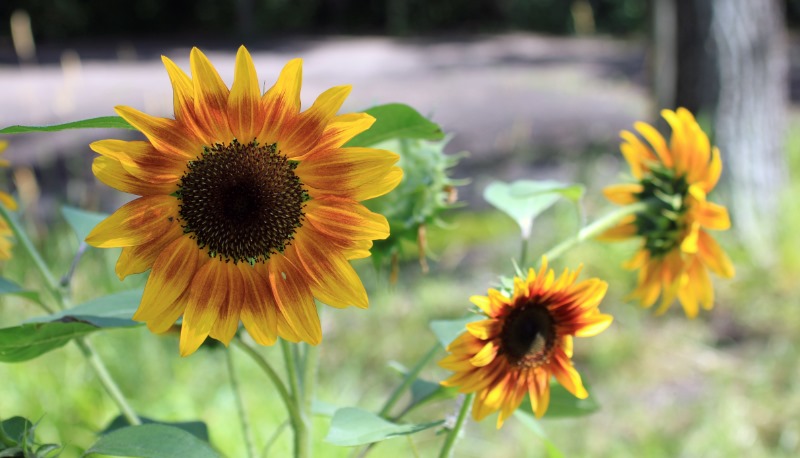 sunflower-1510936.jpg