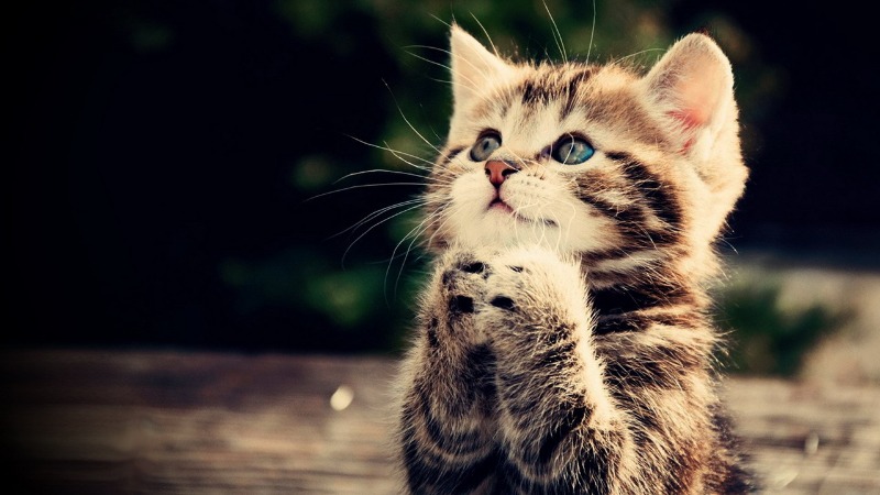 kitten-asking-please.jpg